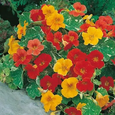 Nasturtium Alaska Mixed Seeds Grow Your Own Flowers Borders Simply Garden • £2.29