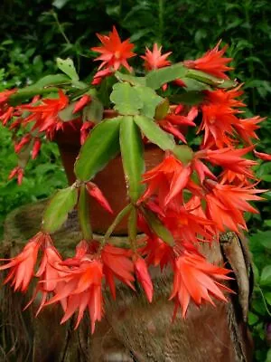 Epiphyllum Orchid  Fresh Cutting Plant Cactus  6 - 10  • $11.99