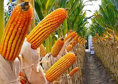 £5.58 • Buy Seeds Corn Popcorn Orange Super Early Delicious Rare Giant Vegetable NON GMO