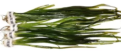 Vallisneria Spiralis  Straight  Vallis Bunch Live Aquarium Aquatic Plants Tank • £5.79