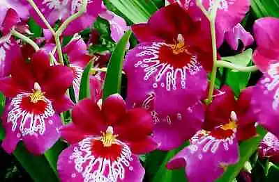Orchid Plant Miltoniopsis Newton Falls  In Double Spike • $34