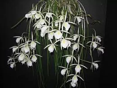 Orchid Plant Brassavola Perrinii • $59