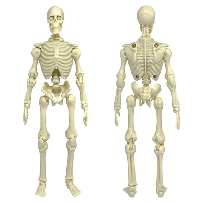 Super Articulated Type S 8 Inch Skeleton Action Figure • $21.99