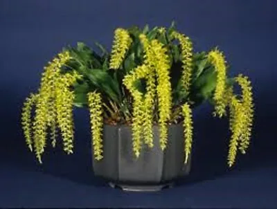 $19 • Buy Orchid Plant Dendrochilum Filiforme