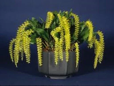 $19 • Buy Orchid Plant Dendrochilum Filiforme