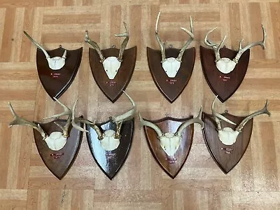 Vintage Deer Antler Lot Wall Mount Decor Cabin Art Whitetail Plaque Panel Real • $79.99