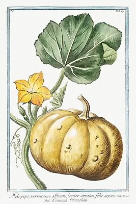 13732.Decor Poster.Room Floral Design Print.Garden Plants.Botanical Art.Pumpkin • $19