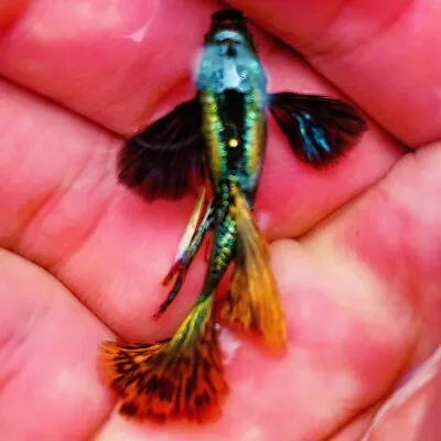 Pack Of 5 Live Dumbo Red Dragon Guppy Fry- Live Freshwater Fish Buy 2 Get 2 Free • $30