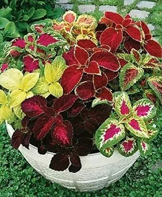 Coleus Rainbow Mixed 10 Seeds • £3.99