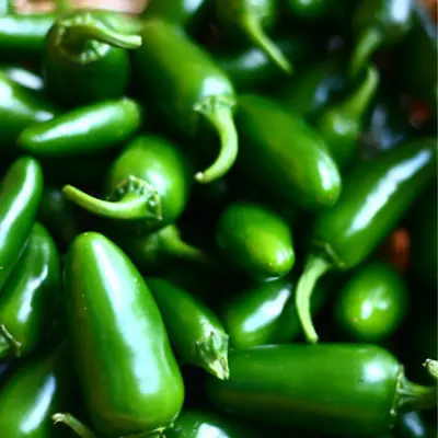 Chilli Pepper - Jalapeno Seeds - Grow Your Own Chillies  • £2.49