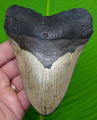 Megalodon Shark Tooth - 5 & 1/4  -  Sharks Teeth - Real Fossil Megladone • $135