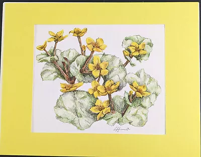 Art Prints Flowers Trees Landscapes Colored Pencils MARSH MARYGOLD Yellow Green • $33