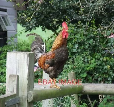 Photo  Public Footpath My Eye! You've Still Got To Pass Me! Actually He Was No T • £1.85