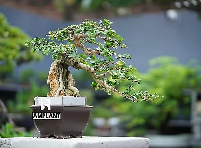 (real Pict) Bonsai Sancang Premna Microphylla || Bonsai Tree + Free Phitosanitar • $1231