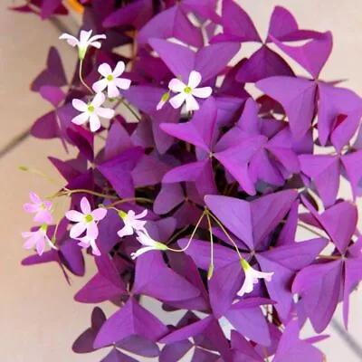 £2.94 • Buy 20 Red Oxalis Seeds Shamrock Wood Sorrel Creeping Oxalis 