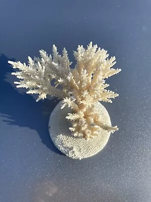 Dead Dry Stony Coral SPS Natural Art • $25