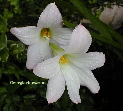 Habranthus Robustus Rain Lily Zephyr Lily 10 Seeds • $3.75