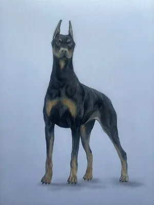 Doberman Original Drawing 9X12 INCHES ON THICK BRISTOL PAPER UNFRAMED • $240