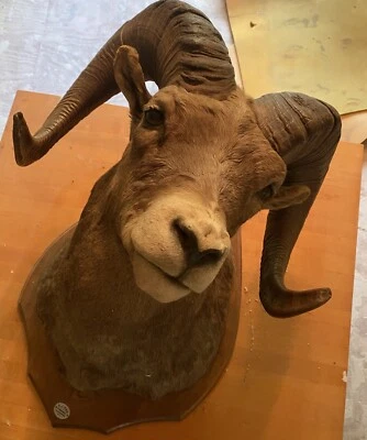 $1200 • Buy Bighorn Sheep Taxidermy