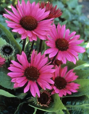 ORGANIC - 20 Seeds Perennial Echinacea Fatal Attraction  Fresh UK Seeds Non GMO • £5.20