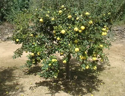 Quince Tree 2 Fresh Unrooted Cuttings • £21.60