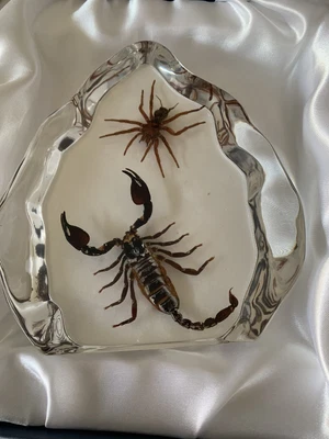 £35 • Buy Real Insects In Resin 1 Very Large Scorpion ￼and Spider