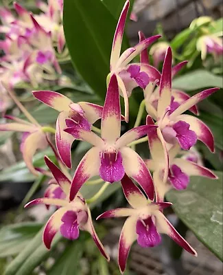 $11.95 • Buy HN400 Orchids Dendrobium Class 'Act' X Brimbank Dream ‘Journey' AM/AOC/OSCOV