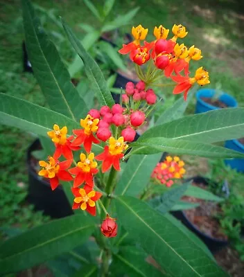 100 RED TROPICAL MILKWEED   (Asclepias Curassavica) FREE USA SHIPPING  • $2.75
