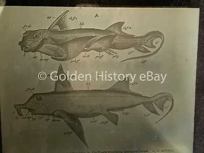 Antique Chimera Monstrosa Diagram Glass Magic Lantern Slide Image Picture  • $12.43