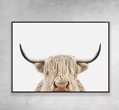 $54.50 • Buy Highland Bull Photography Wall Art Poster Print. Many Size Available.
