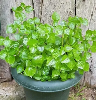 5000+ Crab Claw Seeds - Rau Cang Cua - Shiny Bush Seeds AKA. Peperomia Pellucida • $5.45