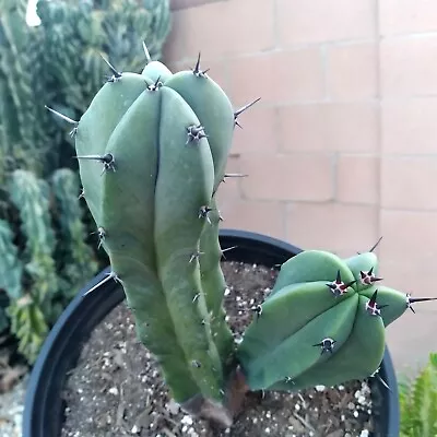 AWESOME Myrtillocactus Geometrizans Blue Double Head 9  Rooted Cactus • $40