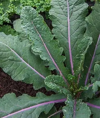 Organic Kale Dazzling Blue 20 Seeds Cavolo Nero Type Fast & Rare Keep Cutting • £3.66