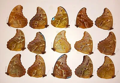 Lot Of 5 Blue Morpho Didius A2 Craft Grade For Jewelry Art Study Wings Closed. • $40