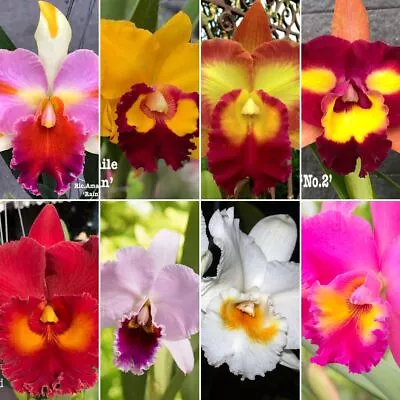 Cattleya Orchid - Orchidaceae • $23.95