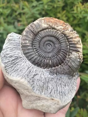 QUALITY DACTYLIOCERAS Sp AMMONITE WHITBY YORKSHIRE UK DINOSAUR FOSSIL • $24.80