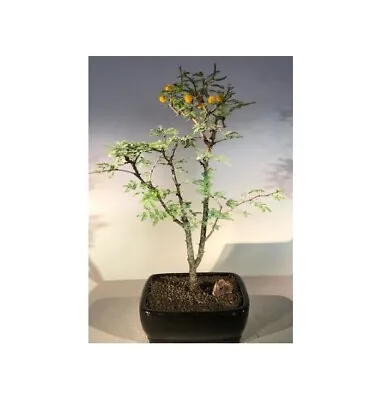 Flowering Dwarf Sweet Acacia Bonsai Tree Acacia Farnesiana 11 Y. Old 14  Tall • $144.95