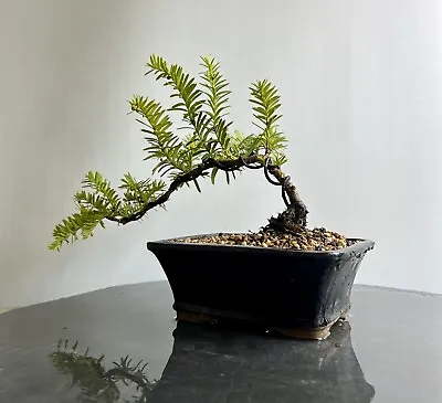 Way Of Life Bonsai Tree-Hybrid Yew - FREE UK DELIVERY/NARUKO • £70