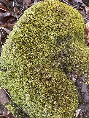 Live Christmas Moss For Terrarium Tank Decoration 1 Quart Bag. • $8.99