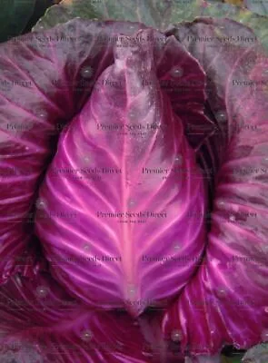 Organic Cabbage Red Drumhead 2gm ~ 600 Seeds • £2.39