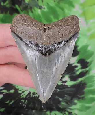 Megalodon Sharks Tooth 3 3/16  Inch NO RESTORATIONS Fossil Sharks Teeth Tooth • $0.99