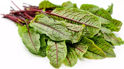 £3.99 • Buy Organic Herbs  Sorrel Red Veined SEEDS - Heirloom - Non-GMO Seeds X150