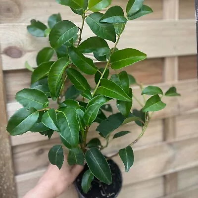 3 X Portuguese Laurel Hedging 40-50cm Evergreen  Plant Prunus Lustitanica • £19.99