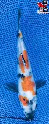 6  SHOWA Live Koi Fish Garden Pond 4/24 • $21.99