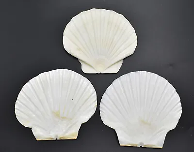 $8.99 • Buy Set Of 3 Large White Irish Flat Scallop Shells  4 + Crafts Beach Cottage