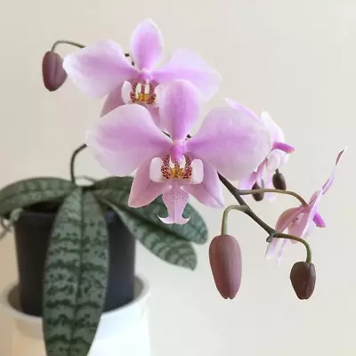 $35 • Buy Phalaenopsis Schilleriana X Renanthera Kalsom (Beautiful Hybrid)