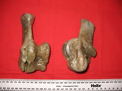 Pleistocene Steppe Bison Ice Age Mammal Fossil 1 PAIR Calcaneus And Astralagus • £35