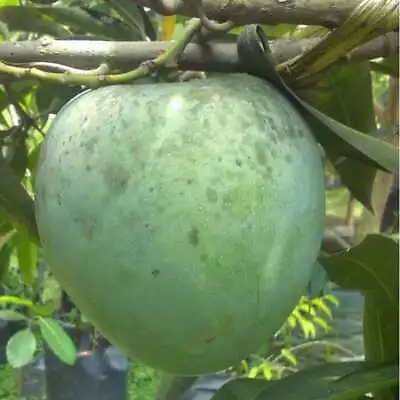 Coconut Mango 5+ Seeds (Magnifera Indica) Big Mango • $1000