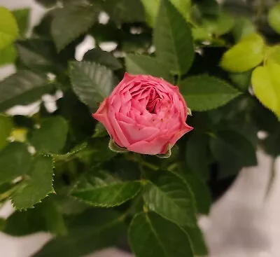 Pink Cabbage Miniature Rose Live Plant  • $24.99