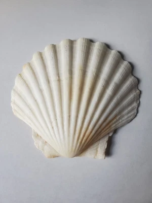 $6.25 • Buy White/light Orange Shades Scallop Shell
